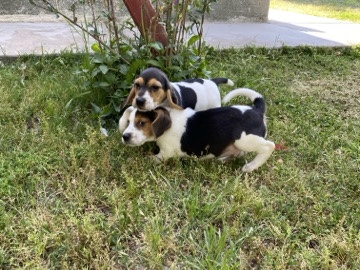 Beagle Puppies