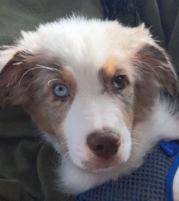 Miniature Australian Shepherd – mini aussie