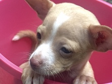 Chihuahua – Adorable Chihuahua Puppy for Sale – 10 Weeks Old – Michigan City