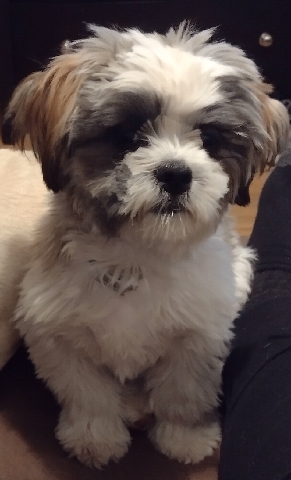 Shih Tzu – Trevor Male Shih Tzu
