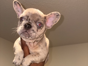 French Bulldog – Top Quality AKC French Bulldog Puppies – Ready for Loving Homes, Excellent DNA & Structure – Conroe