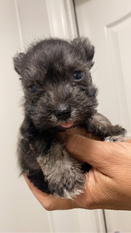 Miniature Schnauzer – miniature schnauzer puppy
