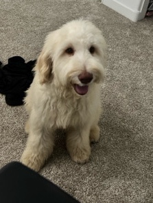 Golden Doodle Puppy