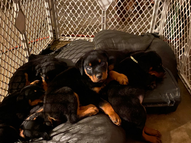 Rottweiler – Rottweiler