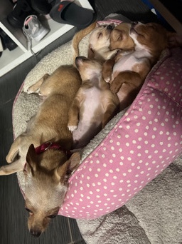 Chihuahua – four beautiful chichuahuas mix babies ready to be rehome