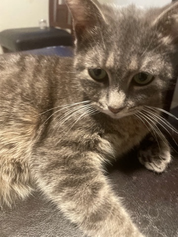 Russian White, Black and Tabby – selling a cat