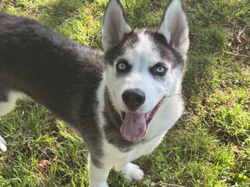 Siberian Husky - Male Siberian Husky available for adoption in Abington