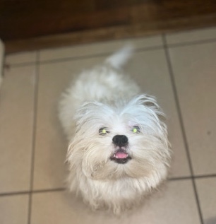 Maltese – Rehome Maltese puppy