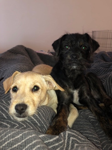 Poodle – Chi-Poo Brothers