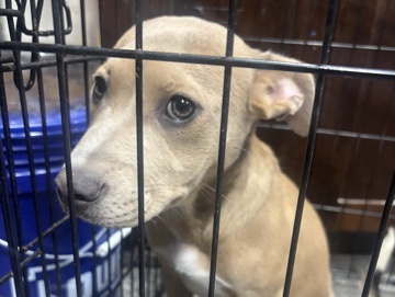 American Pit Bull Terrier – Friendly American Pit Bull Terrier Mix Puppy – 7 Months Old – Deerfield Beach