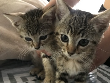 bengal mix kittens sisters