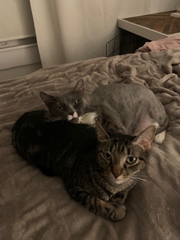 Russian White, Black and Tabby – Two cats that need a new home