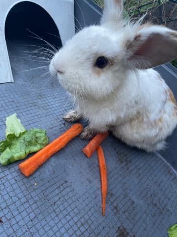 Male White Rabbit