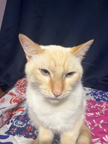 Siamese – cats