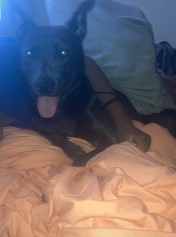 Australian Kelpie – 4 1/2 month old puppy