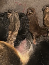 German Shepherd – puppies – White House