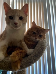 British Longhair – ra & ro Brothers