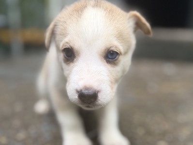 Siberian Husky – Husky Mixt With Pitbull – Richmond