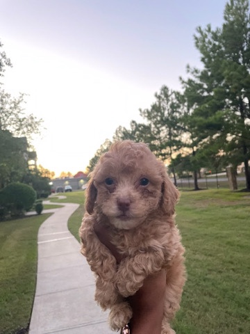 Poodle – Looking for a new home!