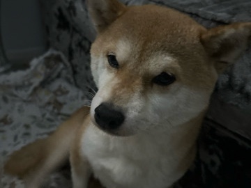Shiba Inu – pure bred Shiba Inu miniature – Ilford