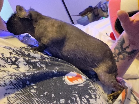 Guinea Pig – Friendly 1-Year-Old Guinea Pig in Fort Collins – Fort Collins