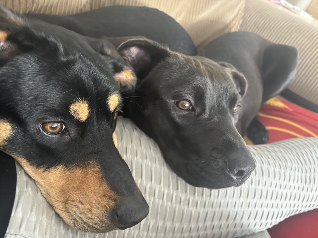 American Pit Bull Terrier – black lab/pitbull mix needs loving home – Salem