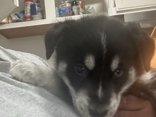Siberian Husky - Husky Puppies available for adoption in Hillsdale