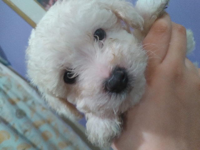 Poodle – puppy