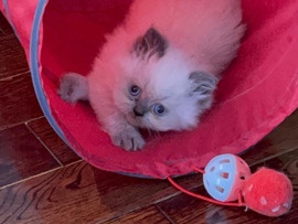 Persian (Traditional) – DOLLFACE HIMALAYAN PERSIAN – Toronto