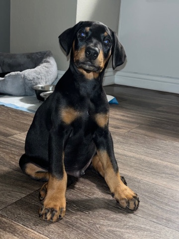 Doberman Pinscher – puppy