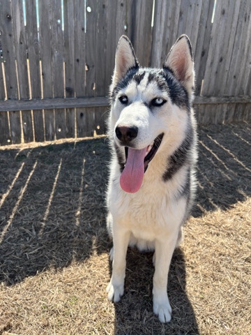 Siberian Husky – Siberian Husky German Sherperd Mix