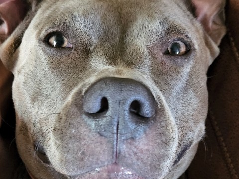 American Pit Bull Terrier – Looking for a good home