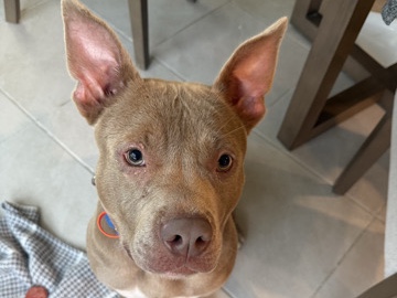 American Pit Bull Terrier – David 🐾 – Haines City