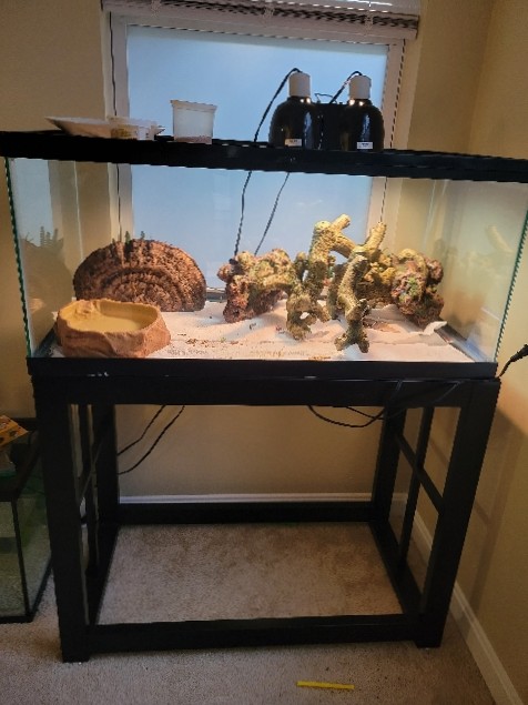 Female Bearded Dragon