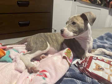 American Pit Bull Terrier – Pitbull terrier – Portland