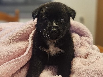 Labrador Husky – Labrador husky