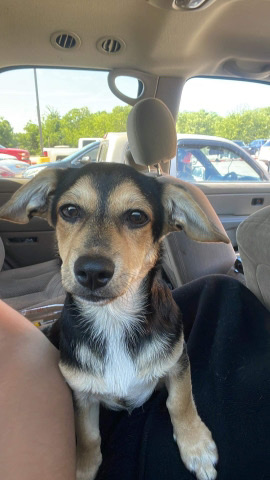Beagle – selling dog Houston Texas only