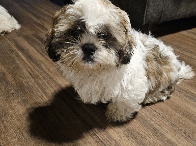 Shih Tzu – shih tzu puppies – Cudahy