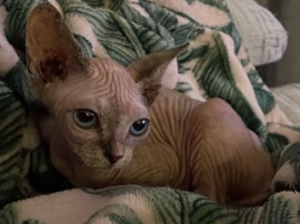 Sphynx – Sphynx gato egipcio sin pelo