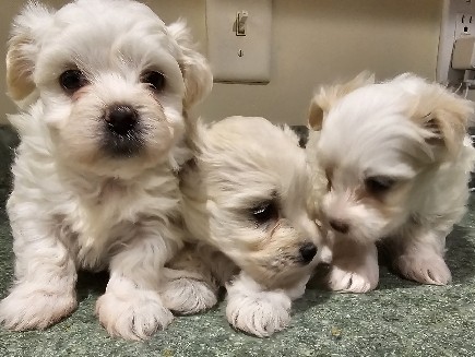 Morkie – Adorable Morkie Puppy for Sale – 7 Weeks Old – Osceola