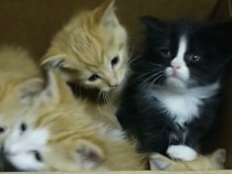 Maine Coon – kittens