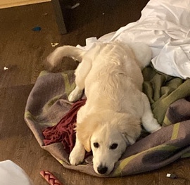 Labrador Retriever – Free To Good Home