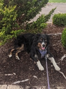 Australian Shepherd – 2yo male Australian Shepherd