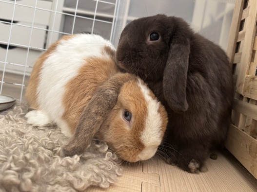 Holland Lop Bunnies 