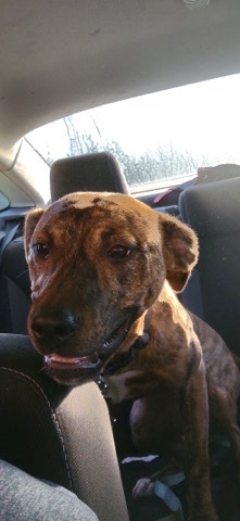American Pit Bull Terrier – female brindle pit bull/pointer mix