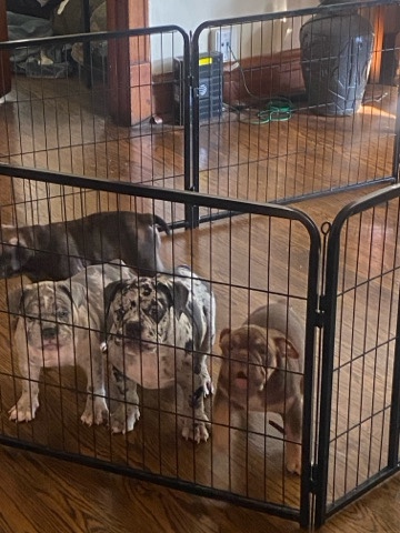 American Bulldog – exotic pack bullies
