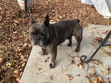 French Bulldog – Frenchie – Hesperia