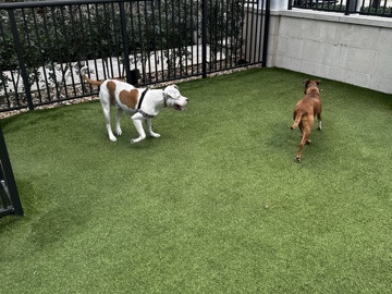 Boxer – Happy Pup Looking for a Forever Home – Cooper City