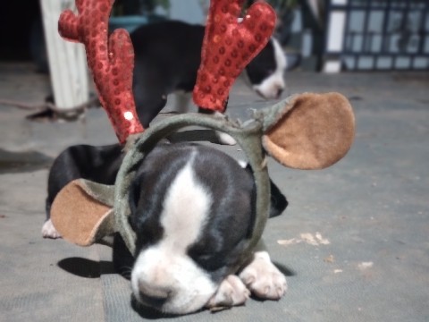 American Pit Bull Terrier – baby pitbull for sell