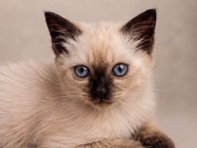 Balinese – Gato Balines – Miami